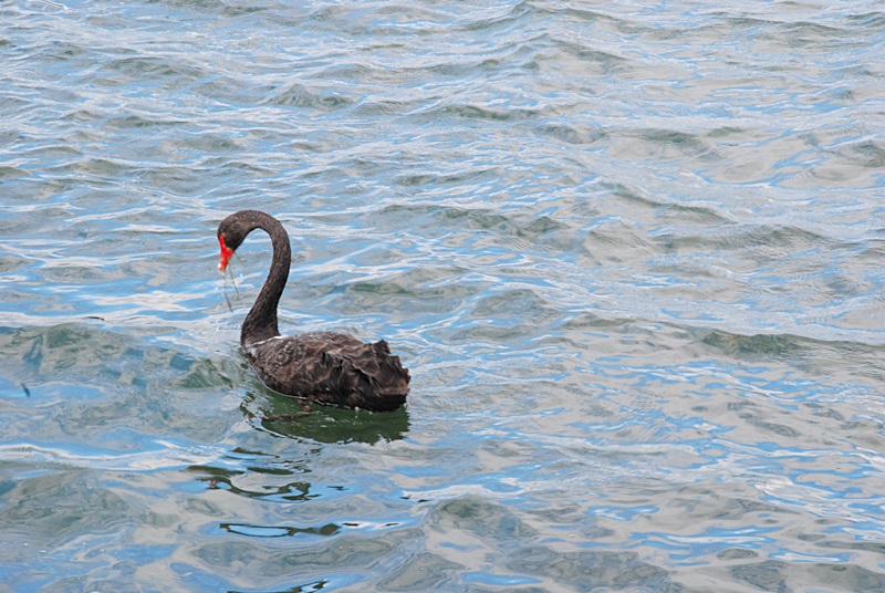 DSC_0519.JPG