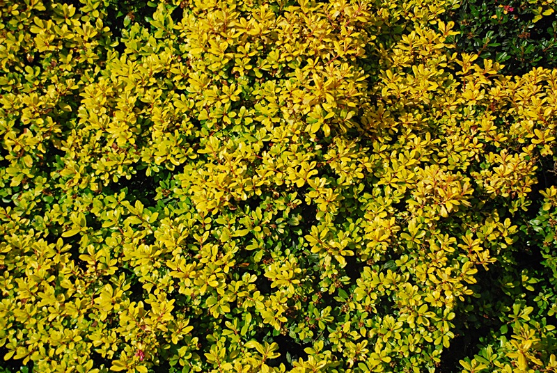 DSC_0577.JPG