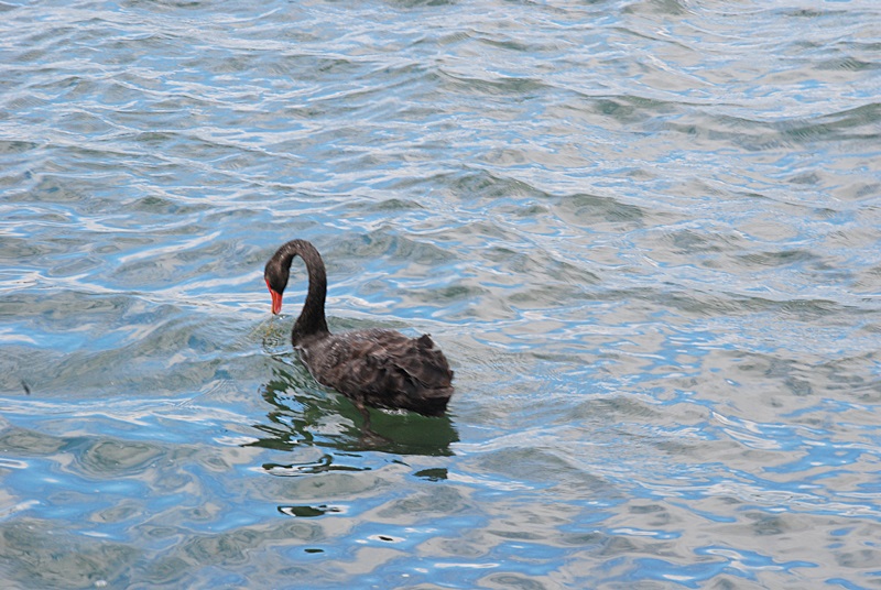DSC_0518.JPG