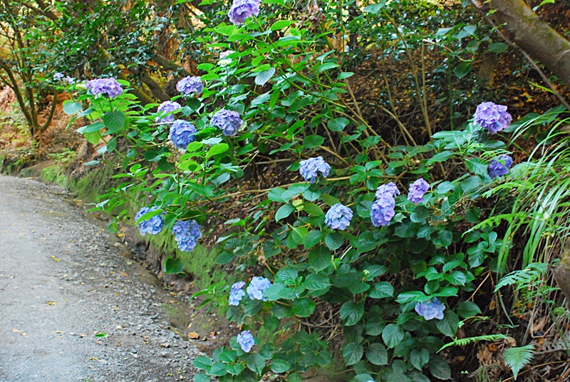 DSC_0190.JPG