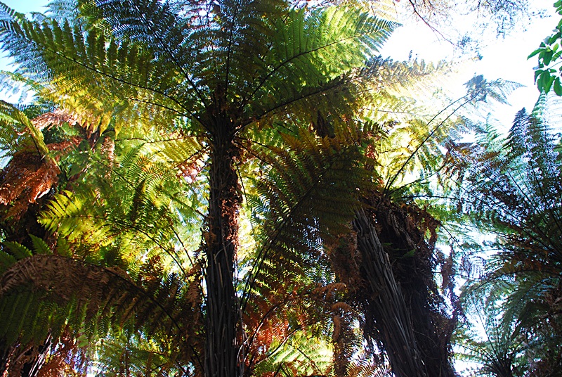 DSC_0179.JPG