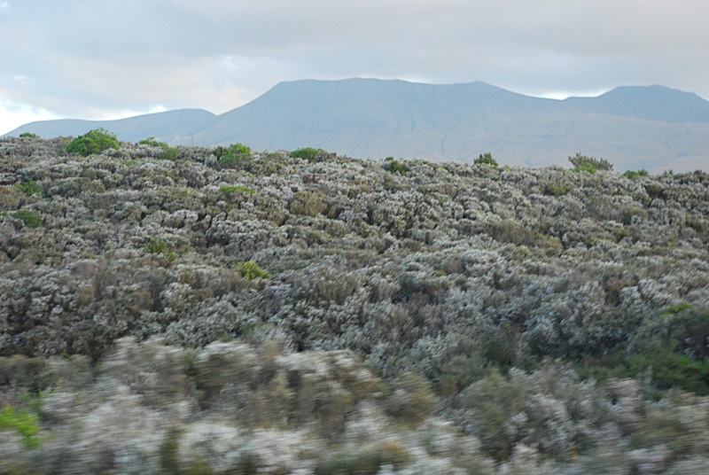 DSC_0599.JPG