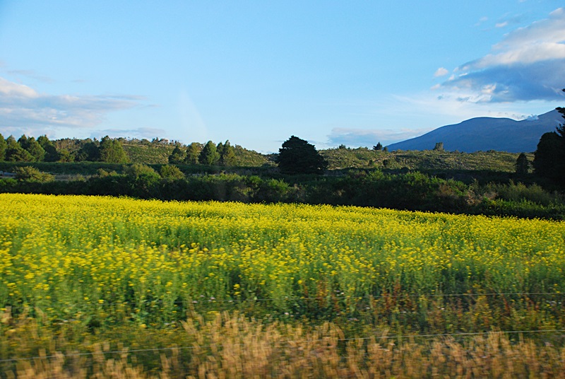 DSC_0585.JPG