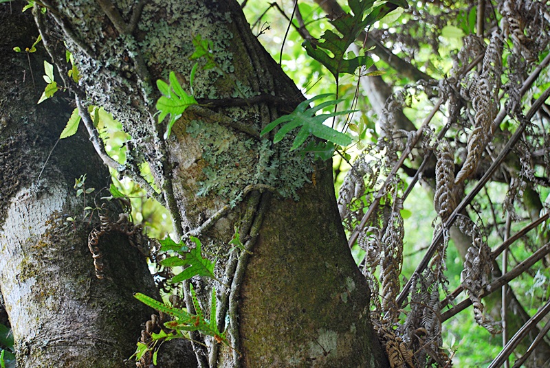 DSC_0382.JPG