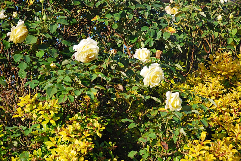 DSC_0576.JPG