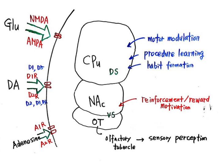 Basal Ganglia.JPG