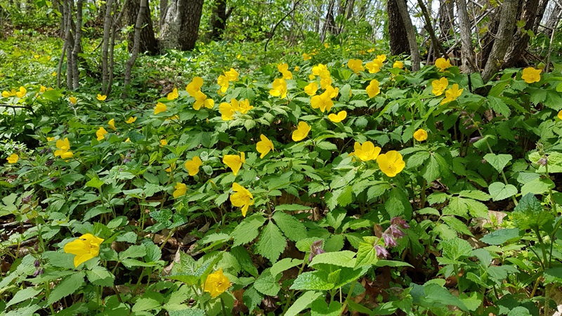 20170505_100540-20170510-112213.jpg