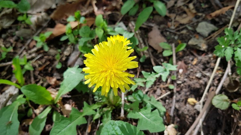 20170505_114337-20170510-112239.jpg