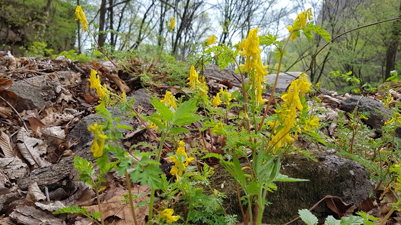 20170505_110036-20170510-112230.jpg