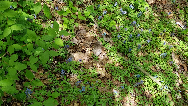 20170505_111855-20170510-112234.jpg