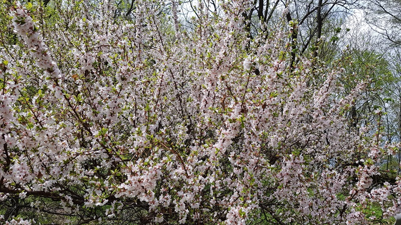 20170505_100957-20170510-112216.jpg