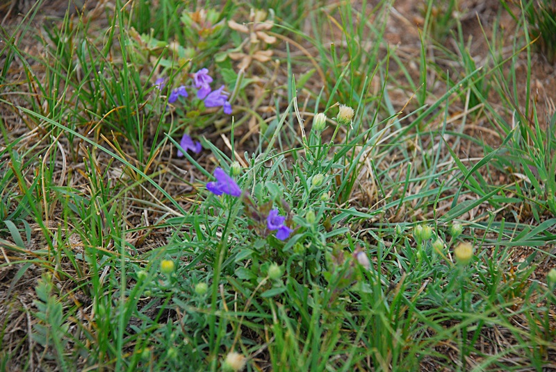 DSC_1005.JPG