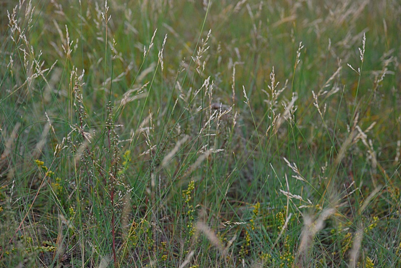DSC_0910.JPG