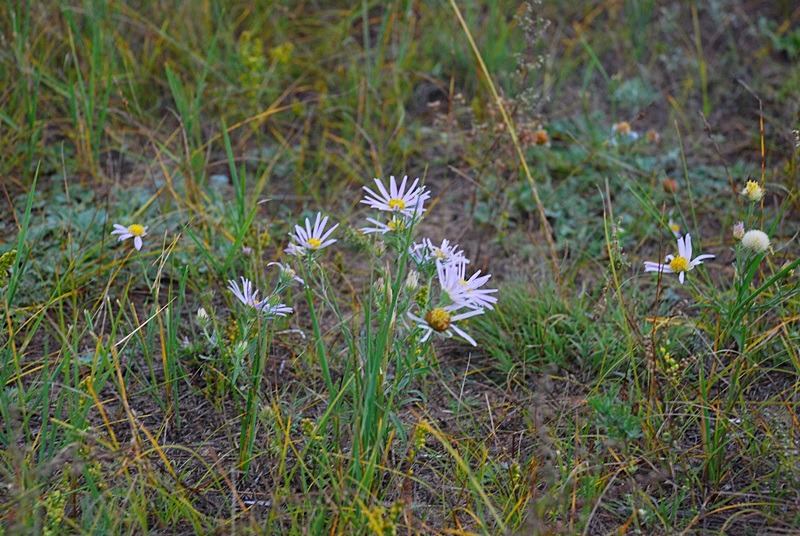 DSC_0914.JPG