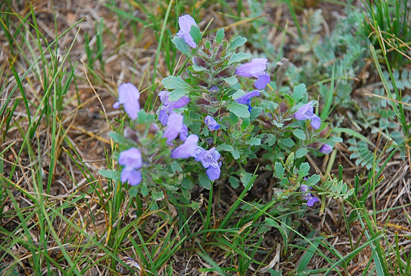 DSC_1004.JPG
