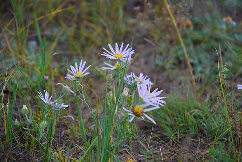 DSC_0915.JPG