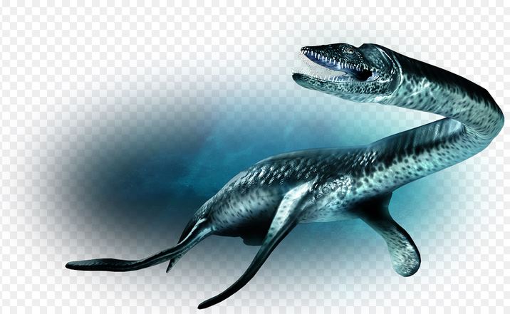 plesio saurus.JPG