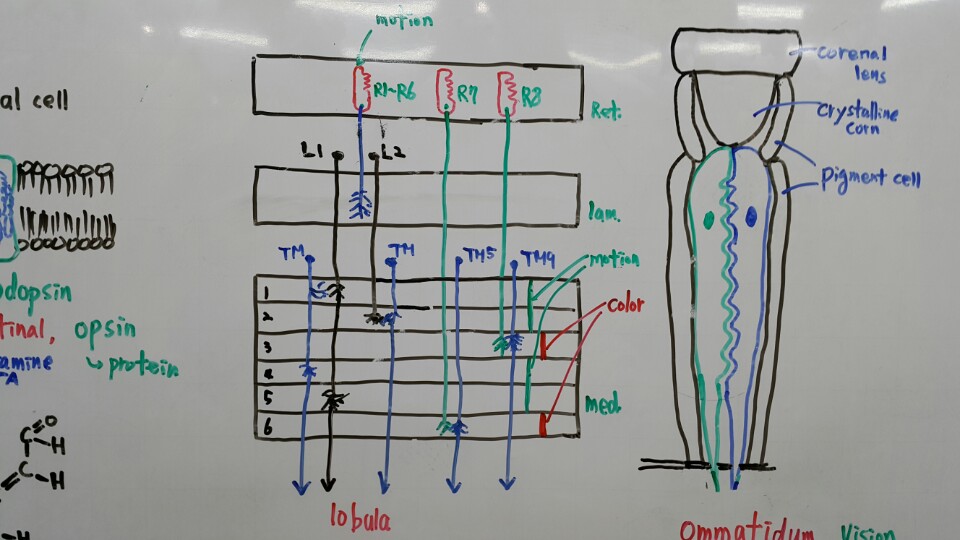 KakaoTalk_20151004_192312286.jpg