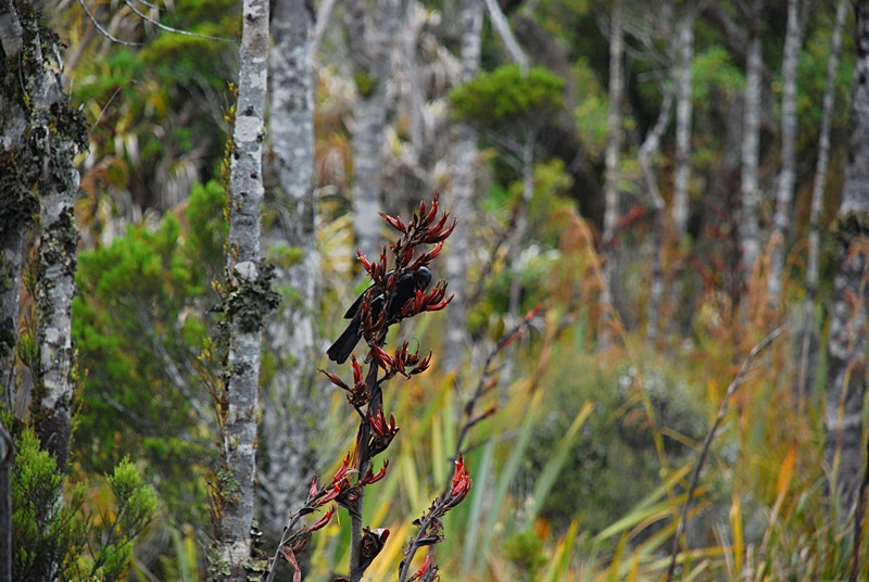DSC_0182.JPG