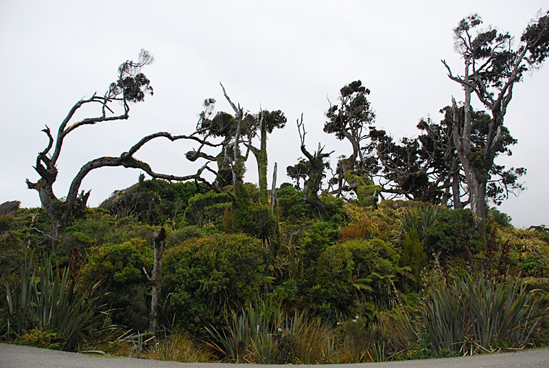 DSC_0177.JPG