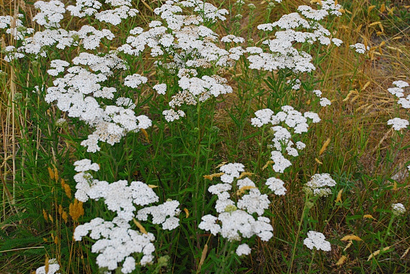 DSC_0375.JPG