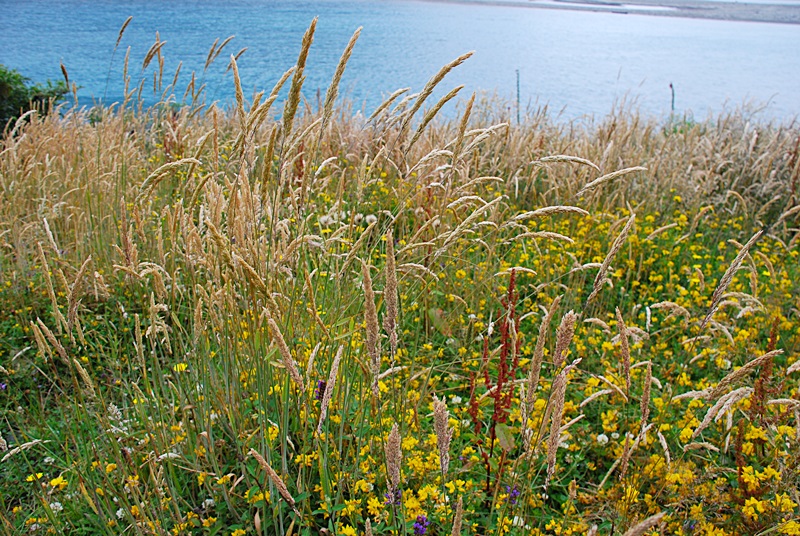 DSC_0200.JPG