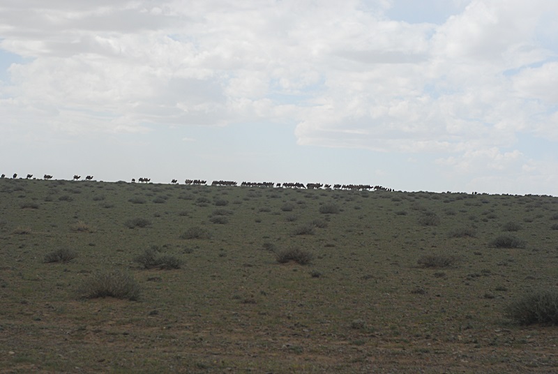 DSC_0498.JPG