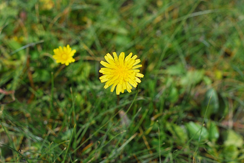 DSC_0448.JPG