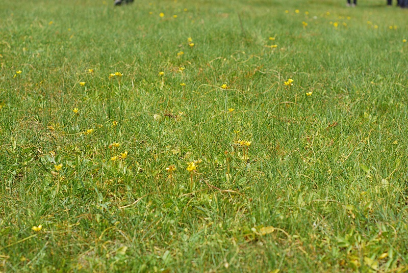 DSC_0445.JPG