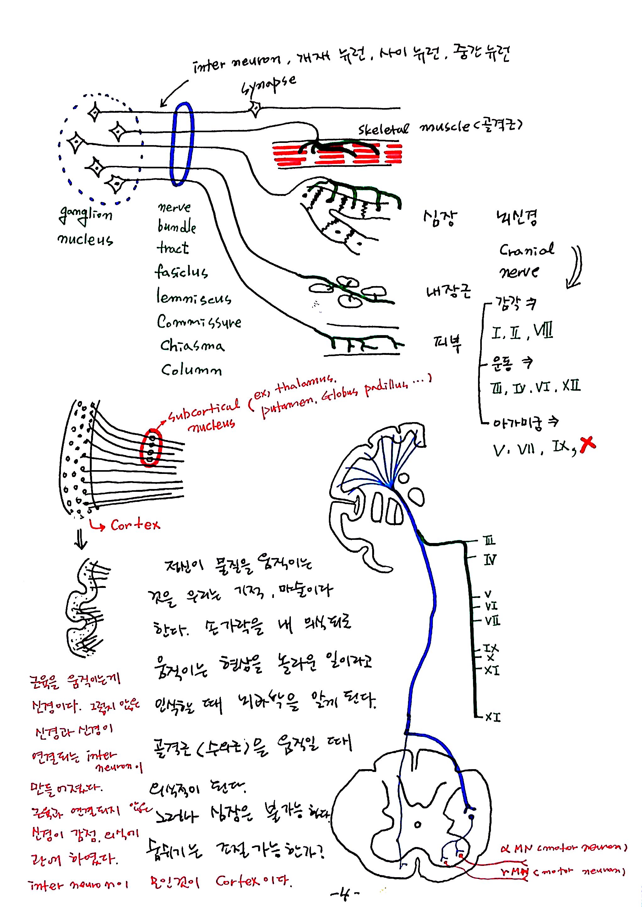 제6회 특별한 뇌과학 3강 숨쉬고걷고생각한다 (4).jpg