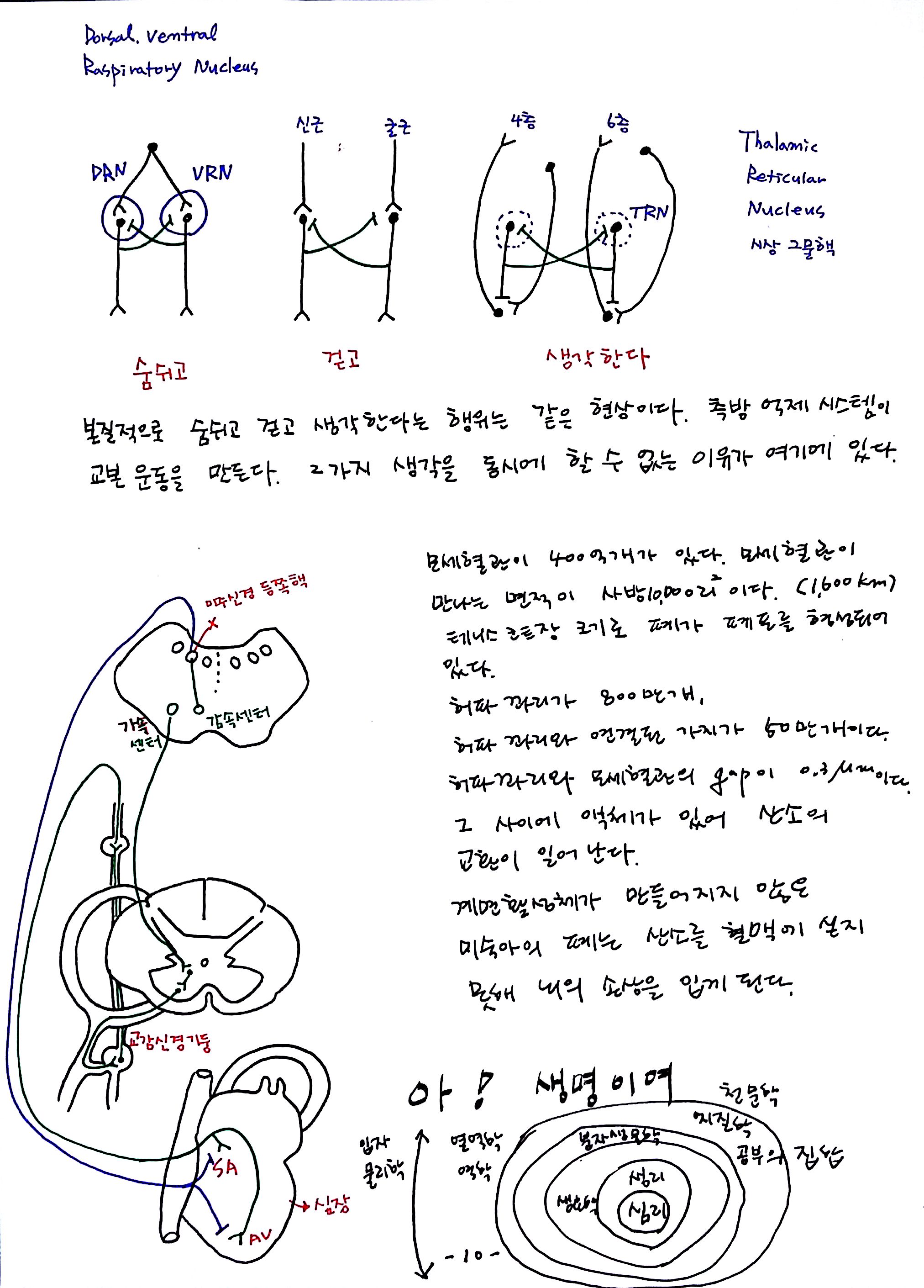 제6회 특별한 뇌과학 3강 숨쉬고걷고생각한다 (10).jpg