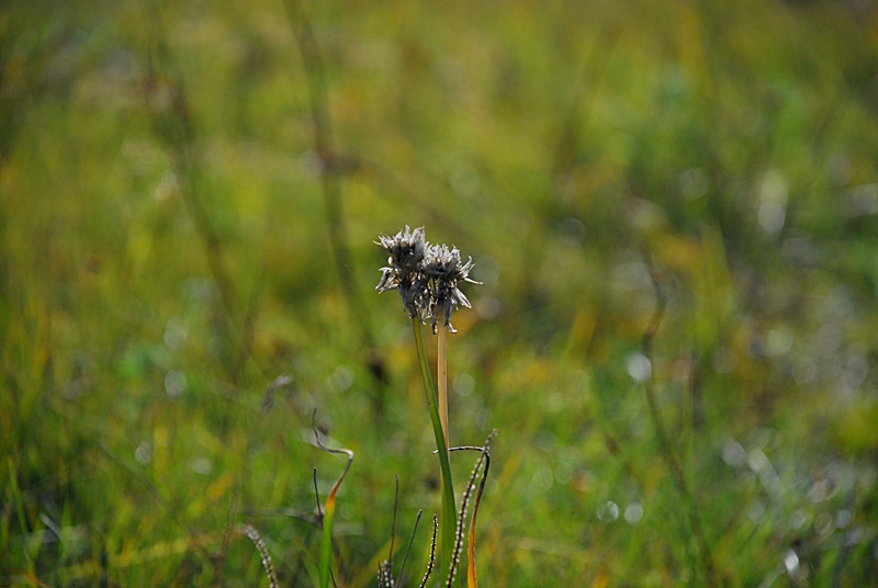 DSC_0493.JPG