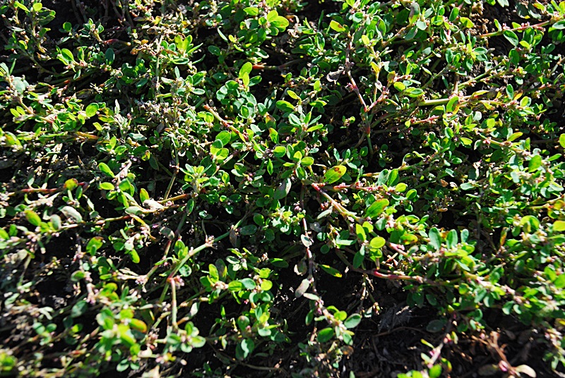 DSC_0531.JPG