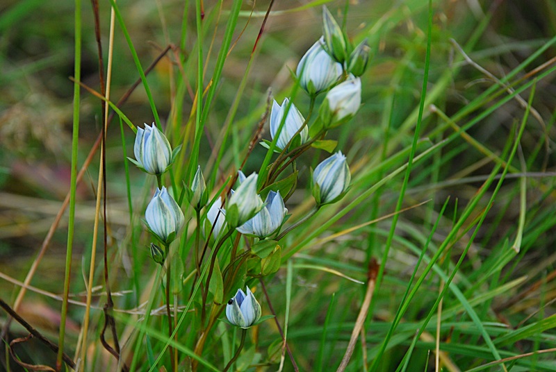 DSC_0566.JPG