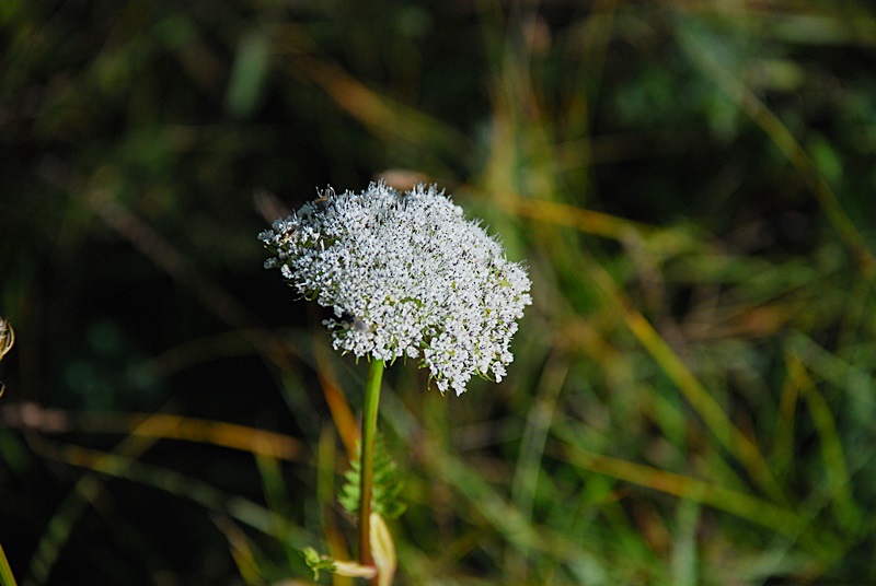 DSC_0467.JPG