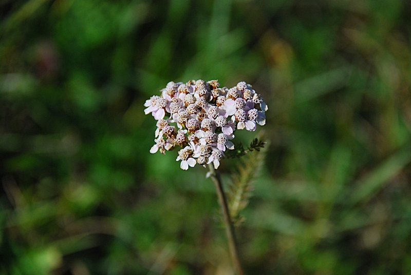 DSC_0454.JPG