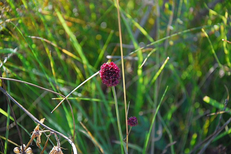 DSC_0478.JPG