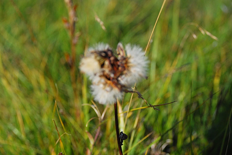 DSC_0489.JPG