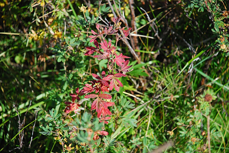 DSC_0481.JPG