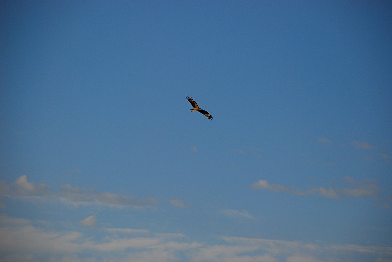 DSC_0299.JPG