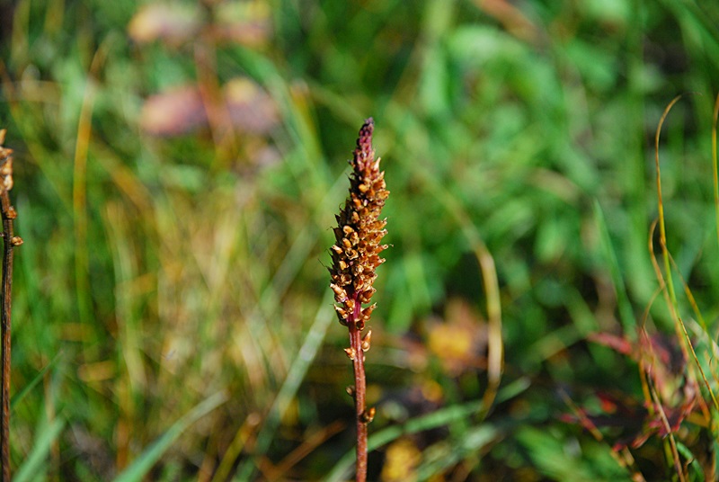 DSC_0458.JPG