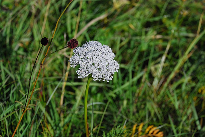 DSC_0513.JPG