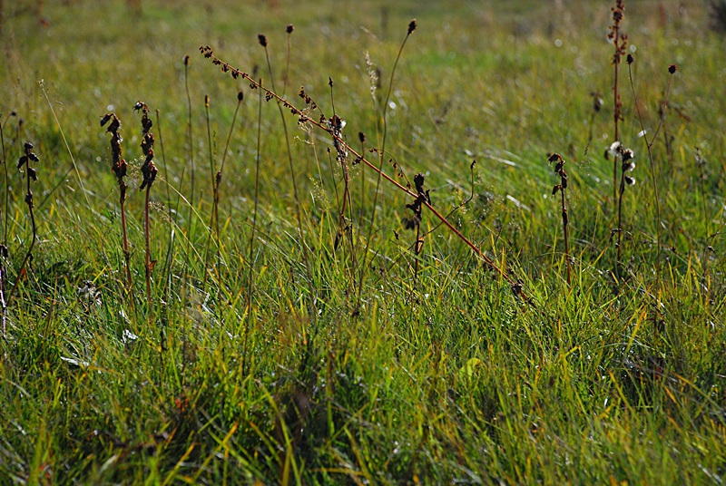 DSC_0495.JPG