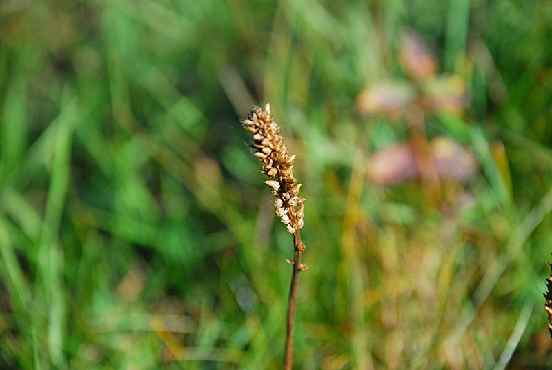 DSC_0457.JPG