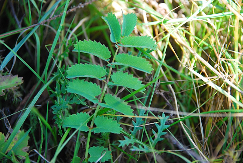 DSC_0456.JPG