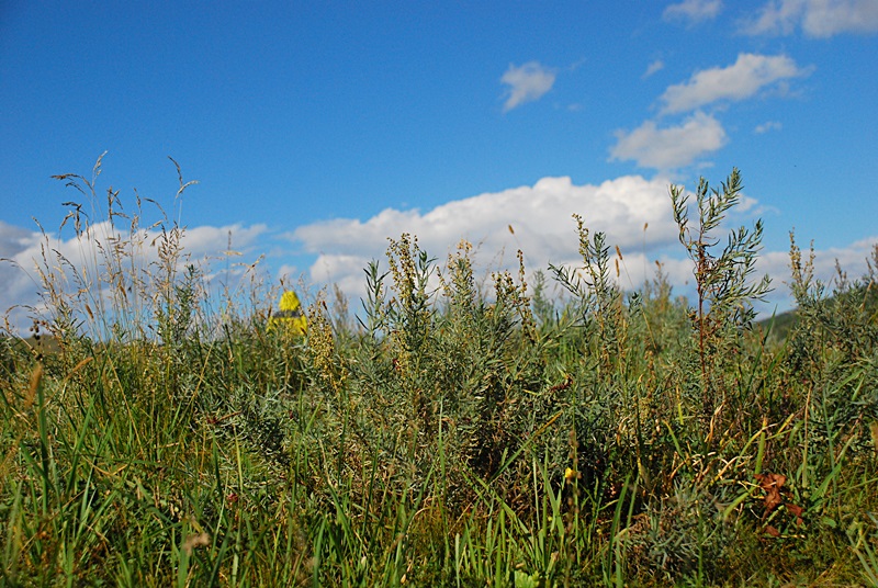 DSC_0520.JPG