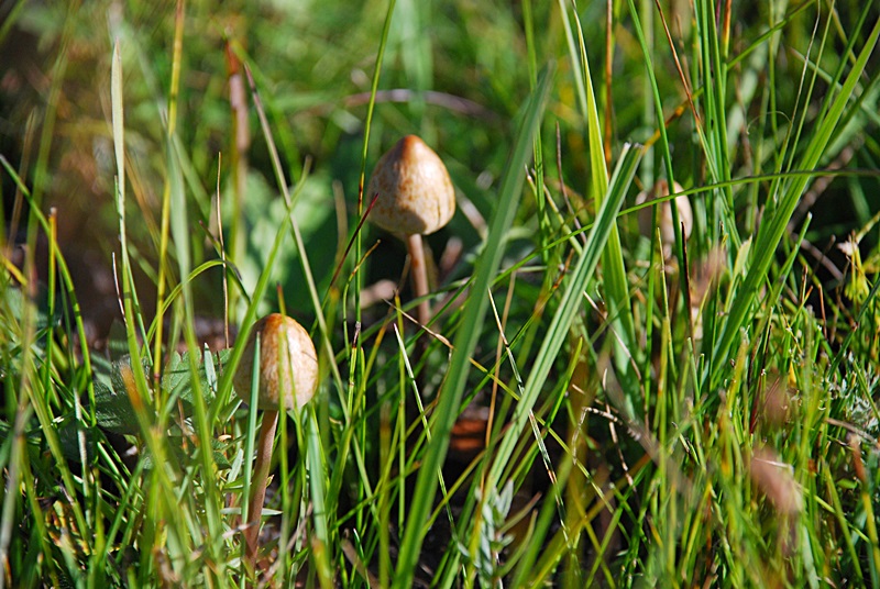 DSC_0473.JPG