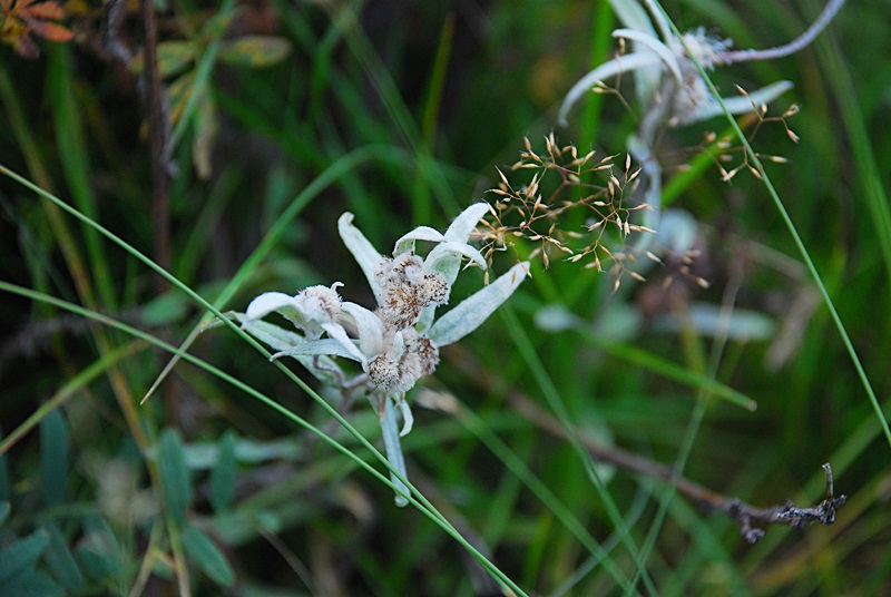 DSC_0546.JPG
