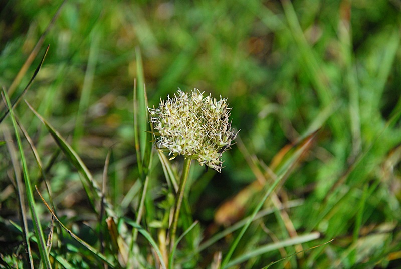 DSC_0463.JPG