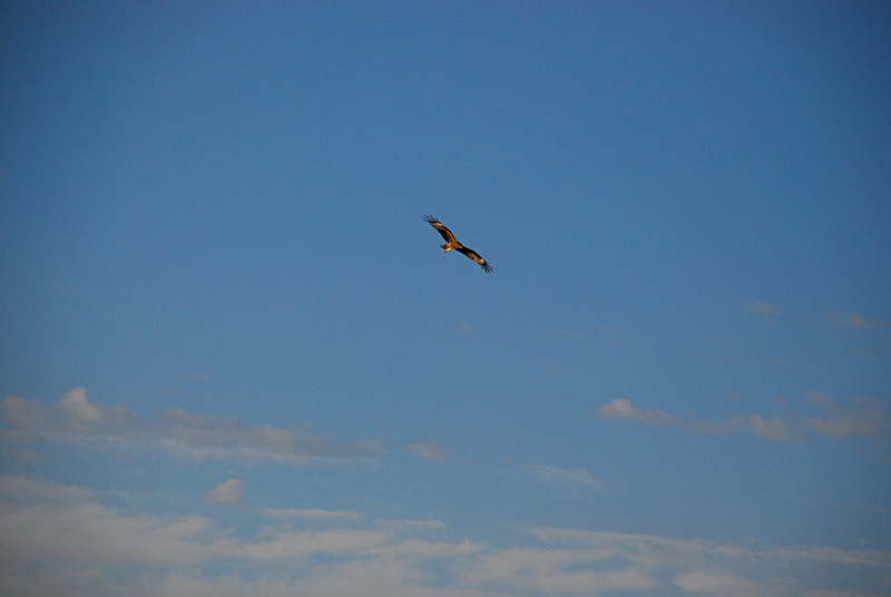DSC_0298.JPG